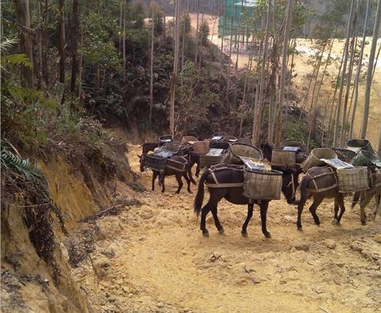 南山区马帮山路运输