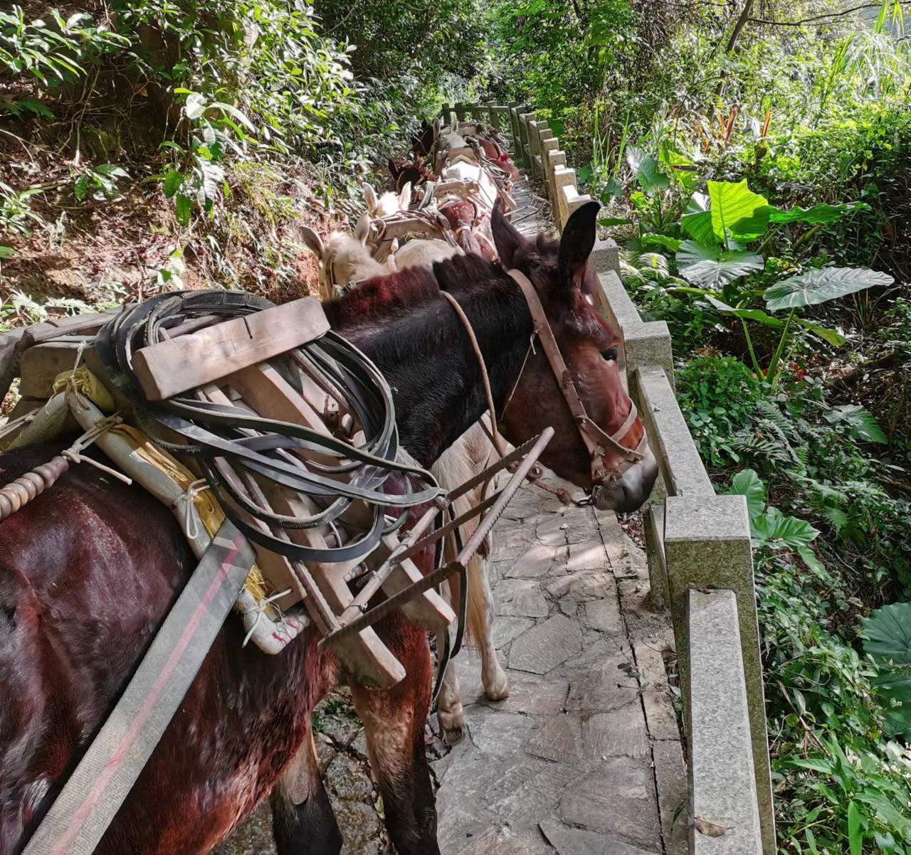 南山区马队运输