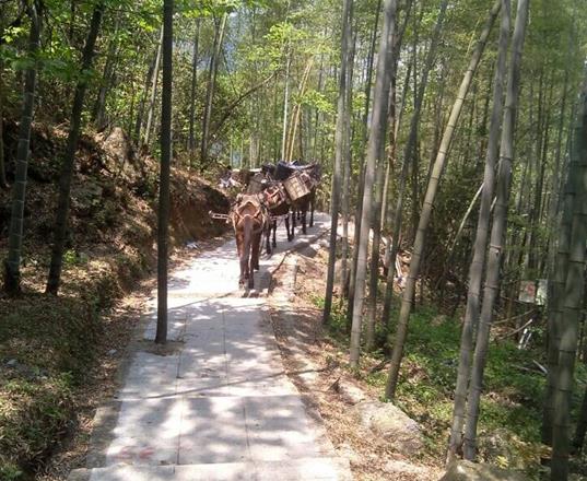 南山区马队运输公司