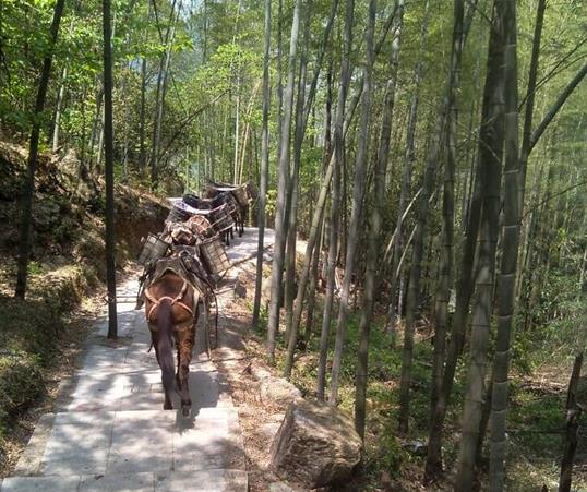南山区山路马队运输