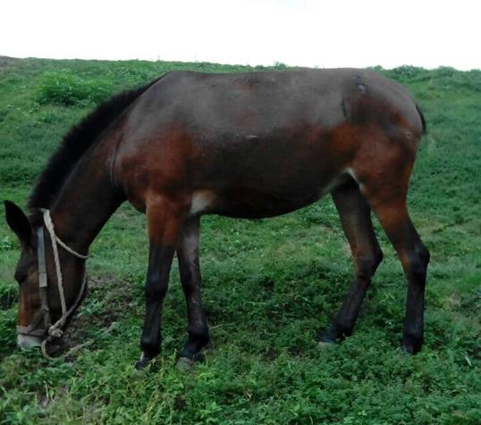 南山区骡马搬运