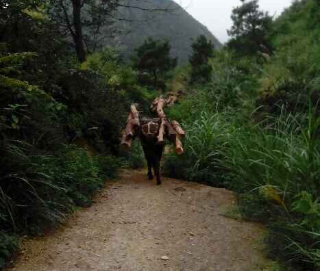 南山区骡马运输