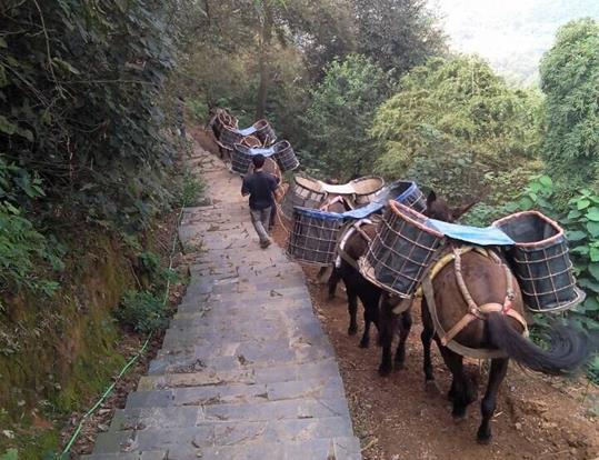 南山区骡马运输电话