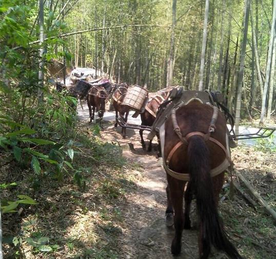 南山区骡马运输公司