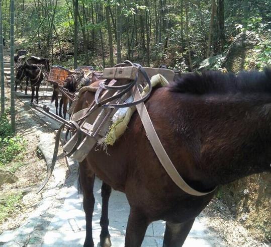 南山区山路骡马运输