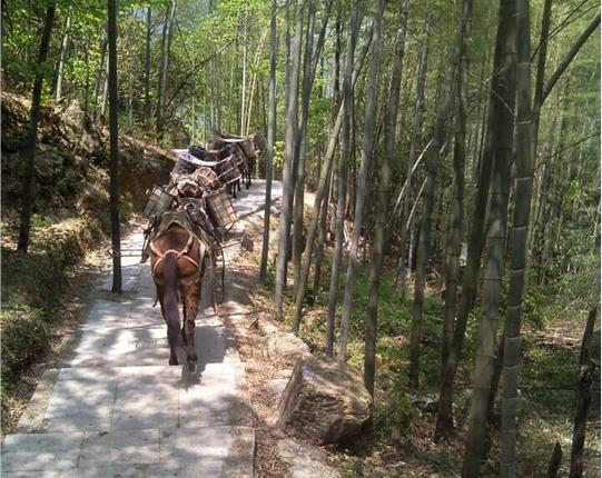 南山区山区骡马运输