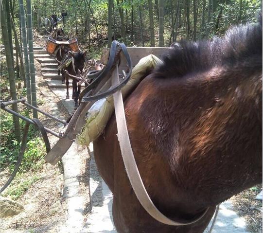 南山区骡马队运输