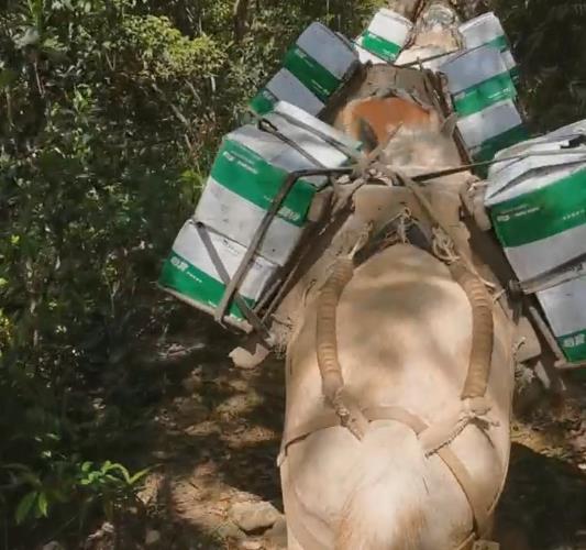 南山区骡马山路运输