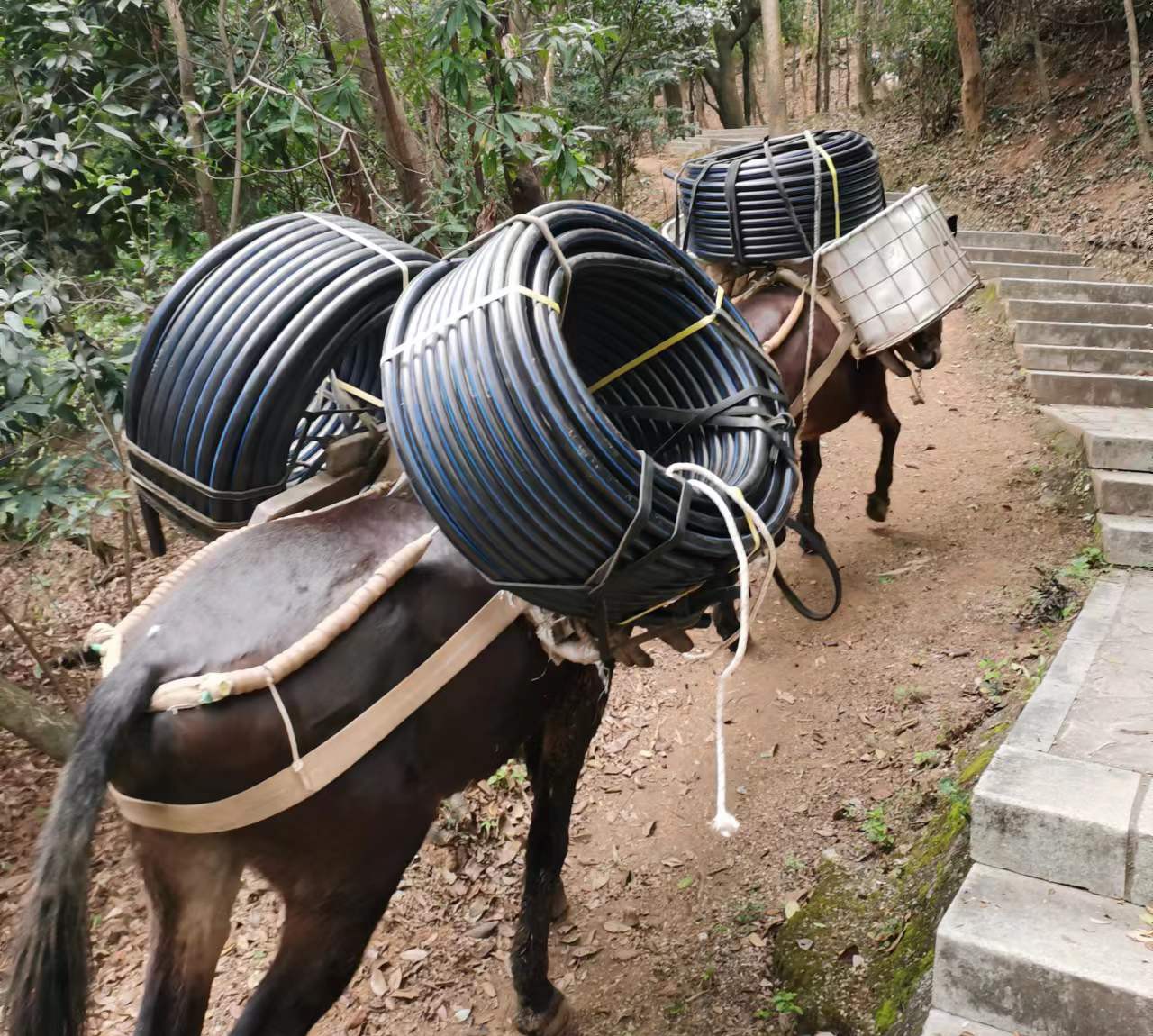 南山区马帮运输