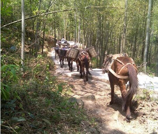 南山区马帮运输电话
