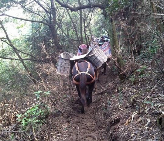 南山区马帮运输公司