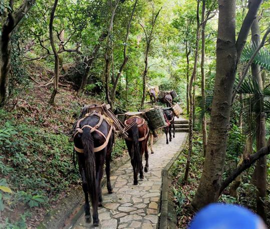 南山区马队运输电话