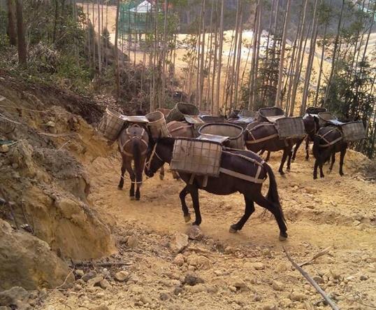 南山区山区马队运输